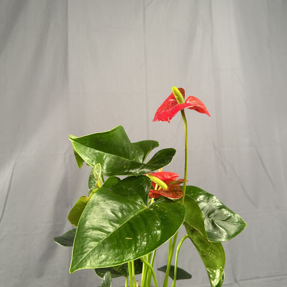 نبتة الانتوريوم الأحمر هولندي