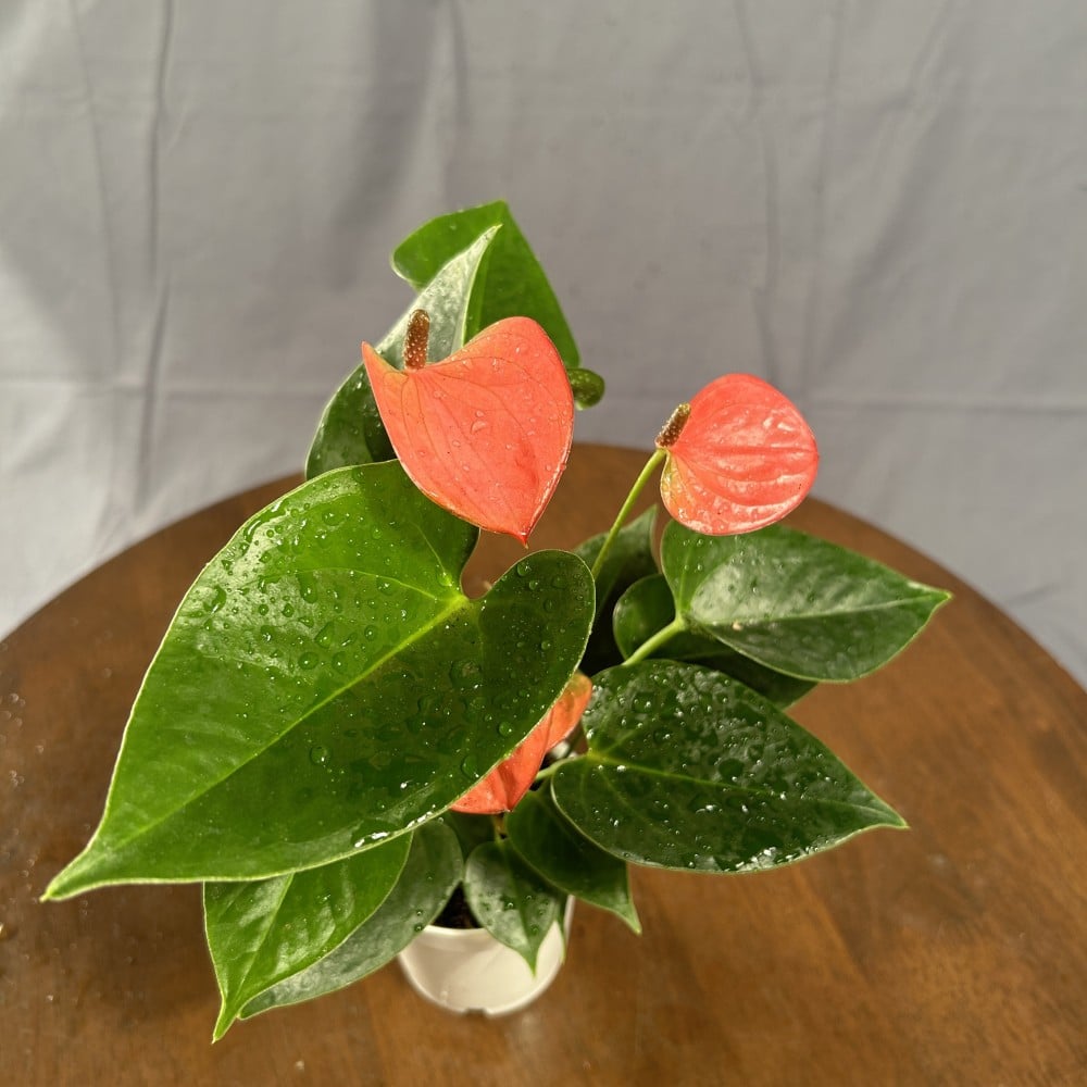 نبتة الانتوريوم الأحمر هولندي