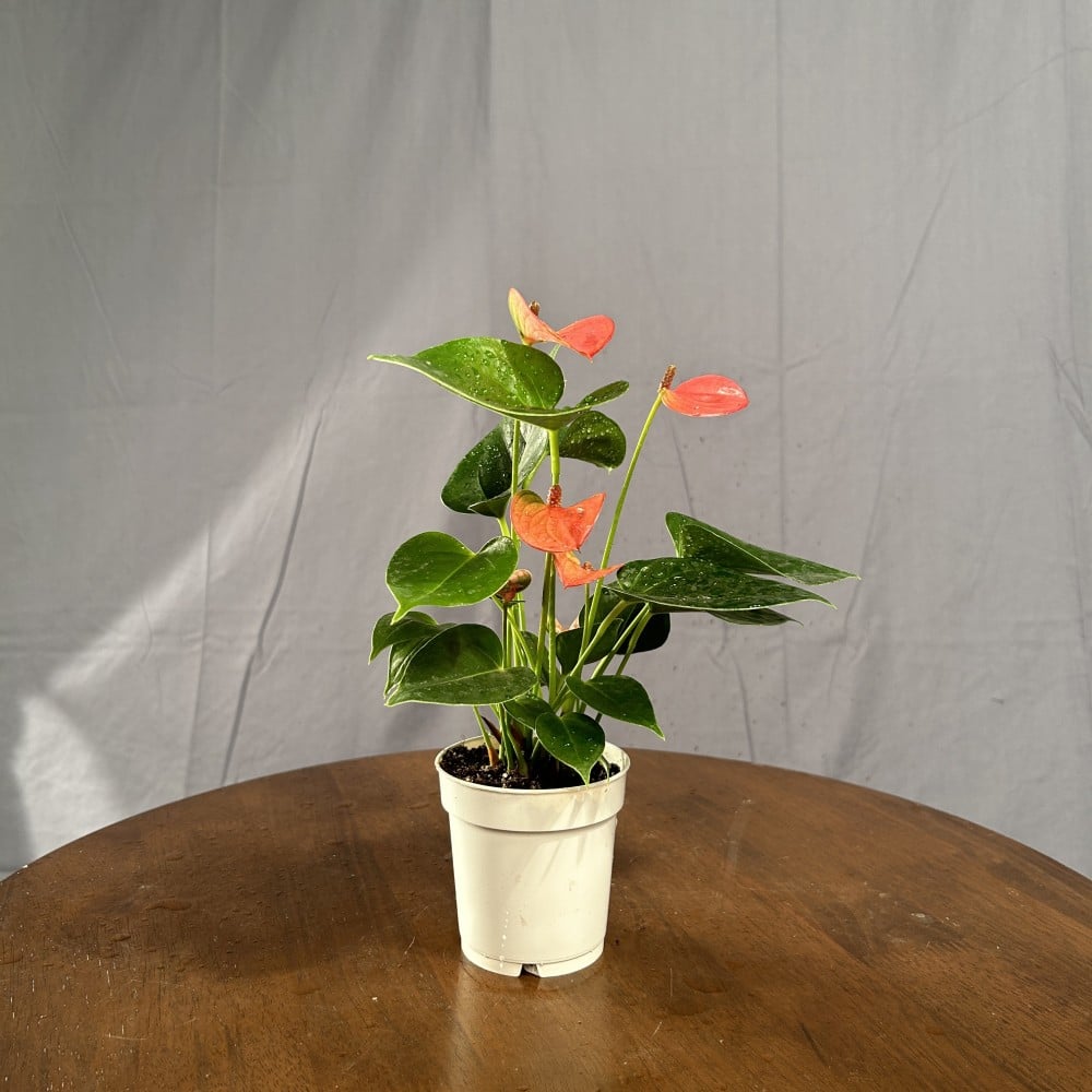 نبتة الانتوريوم الأحمر هولندي