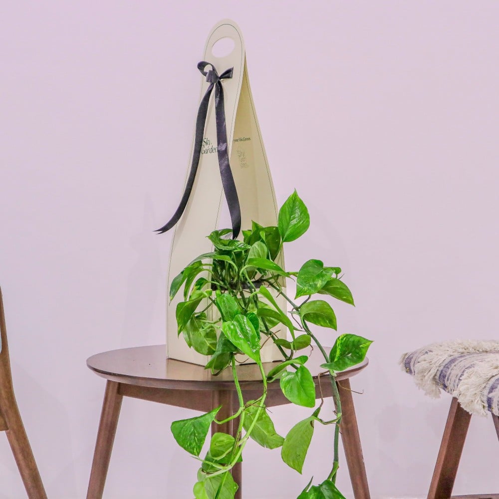 بكج إهداء SKY GARDEN مع نبتة البوتس هولندي