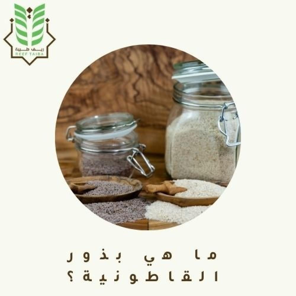 ما هي بذور القاطونية