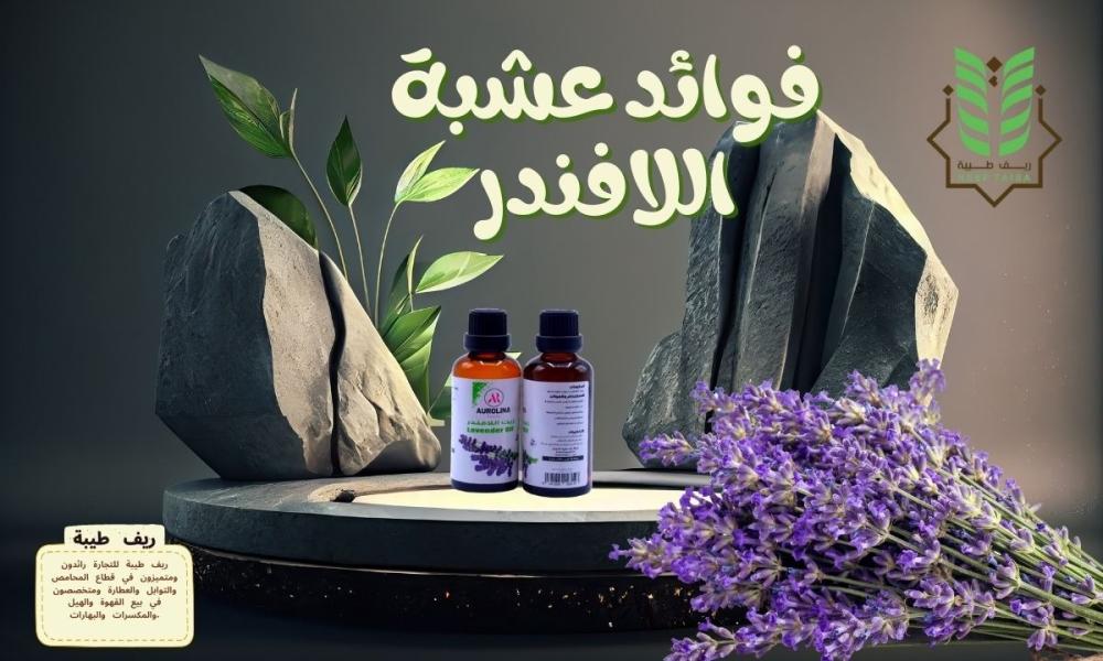 فوائد عشبة اللافندر: الاستخدامات والأضرار من تجربتي مع الخزامي