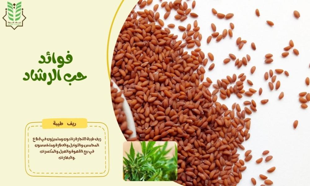 فوائد حب الرشاد | الكنز الطبيعي لصحة الجسم