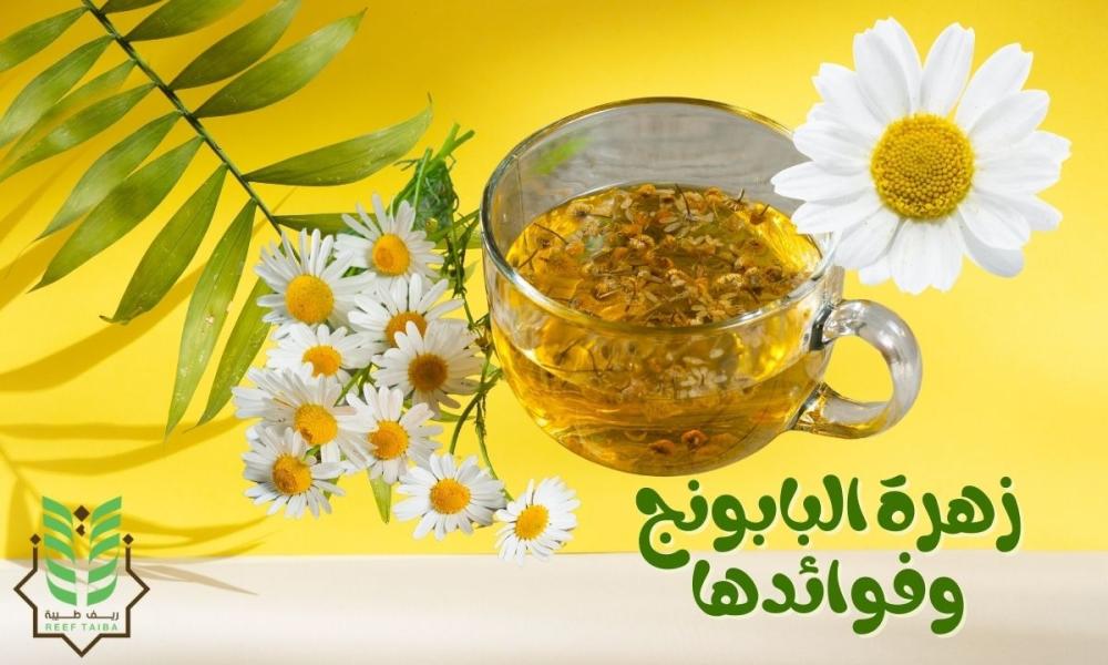 زهرة البابونج وفوائدها