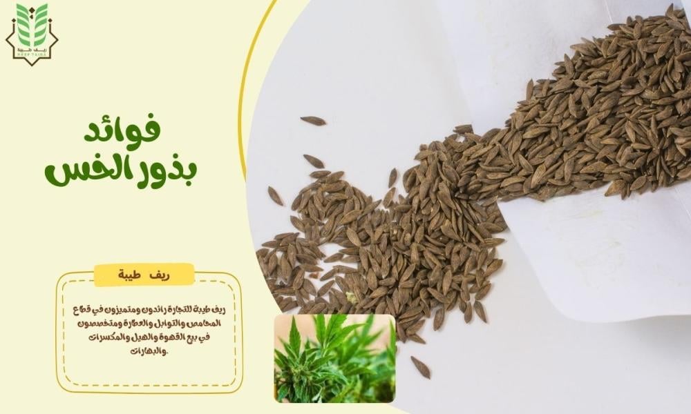 فوائد بذور الخس
