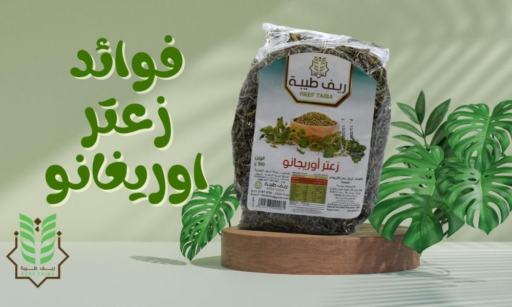 فوائد زعتر اوريغانو: أفضل أنواع الزعتر الأورجانو