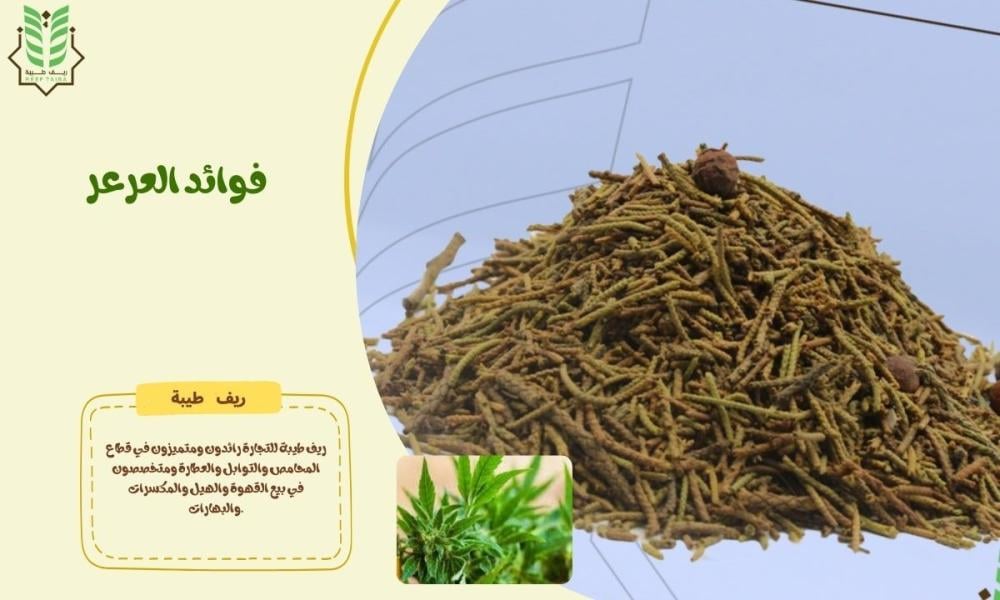 فوائد العرعر