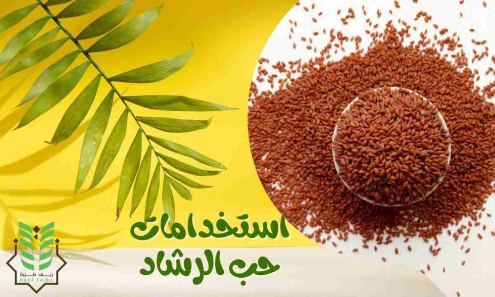 استخدامات حب الرشاد: فوائد مذهلة وأسرار لا تعرفها لجسمك وصحتك