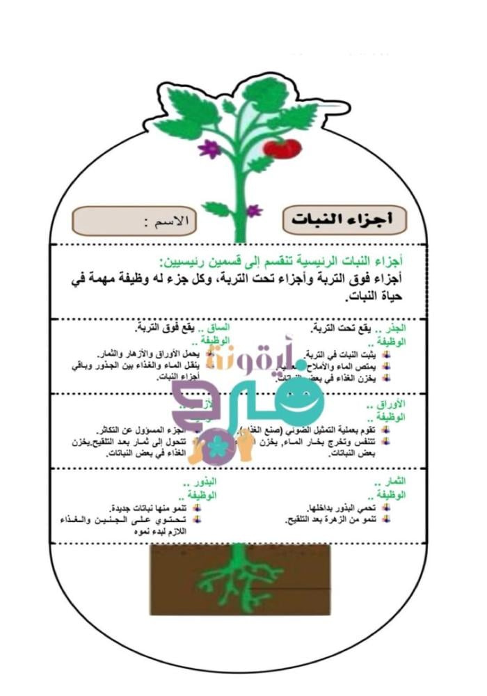 مطوية اجزاء النبات