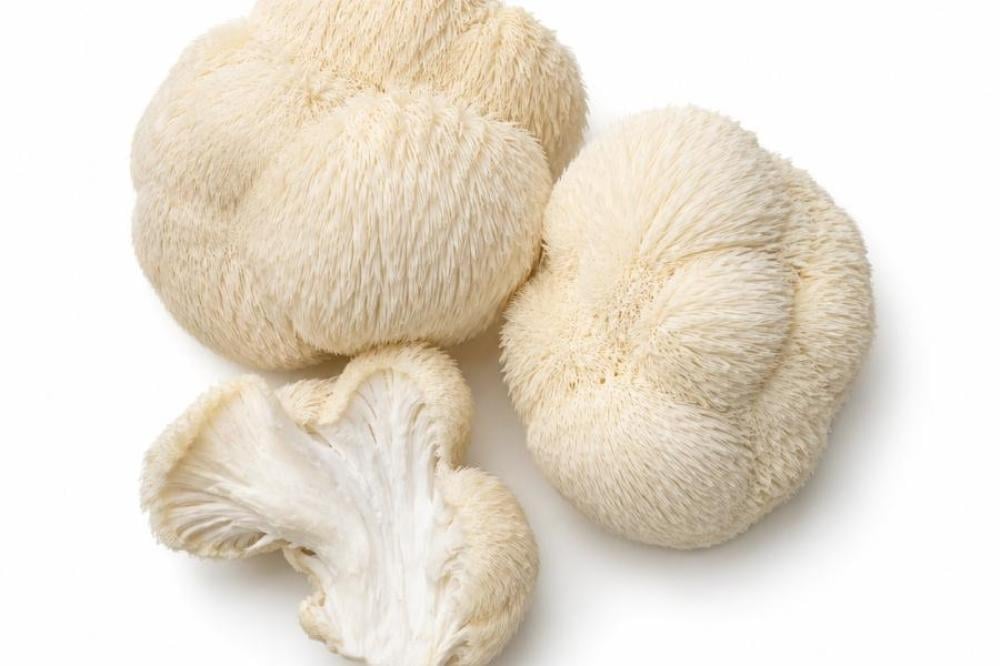 ماشروم عرف الأسد Lion's Mane لتحسين التركيز وصحة الدماغ