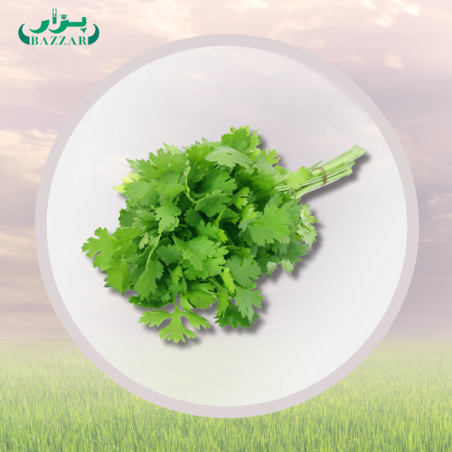كزبرة