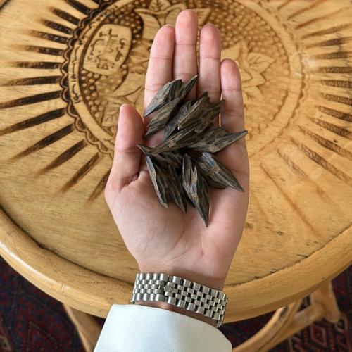 عود - تايقر فتنامي درجة اولى