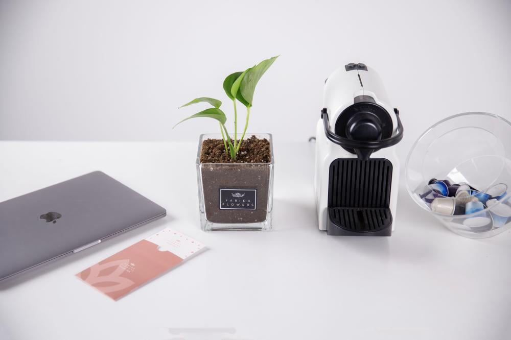 Pothos plant