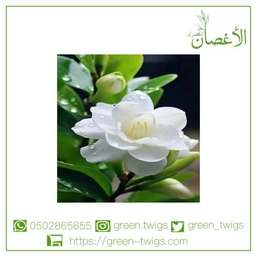 شجرة جاردينيا - غاردينيا ياسمينية (Gardenia jasmin...