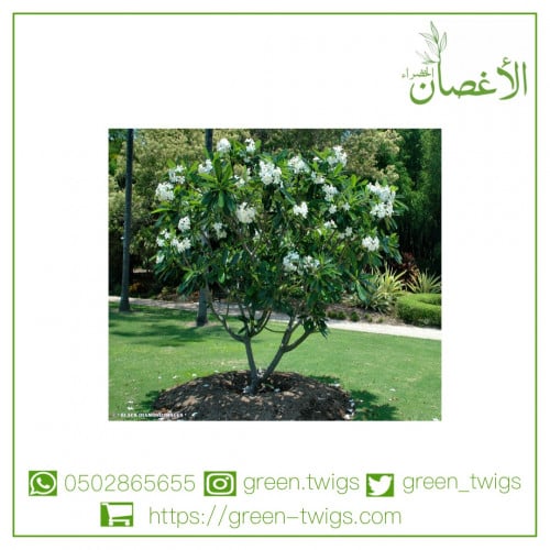 شجرة ياسمين هندي - البلوماريا