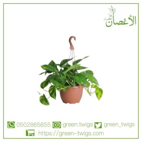 نبتة بوتس علاقي (Epipremnum aureum - Pothos)