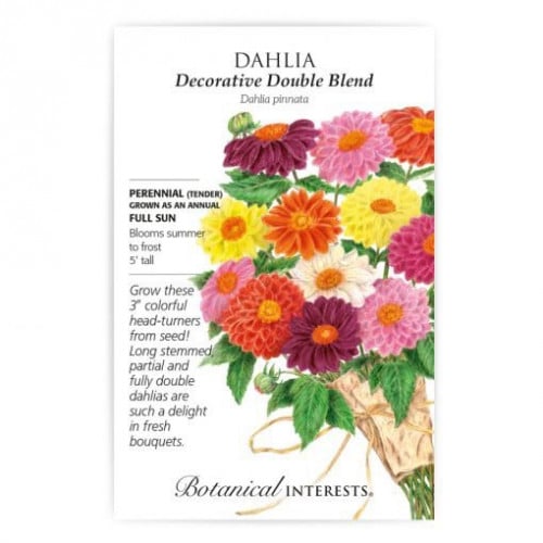 بذور داليا مزخرفة -Decorative Double Blend Dahlia ‎Seeds