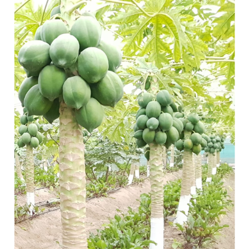 باباي ريد ليدي