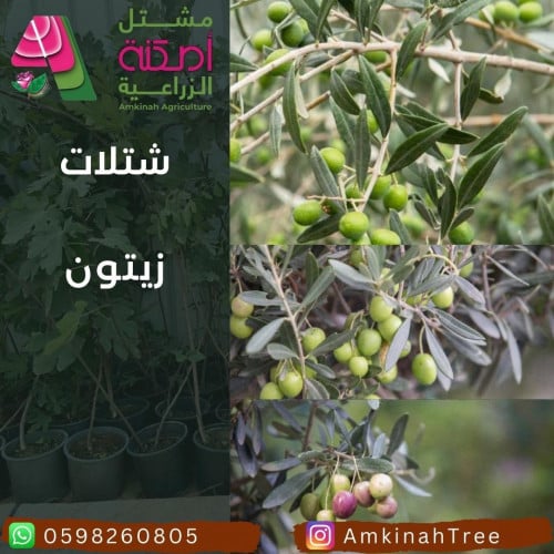 زيتون