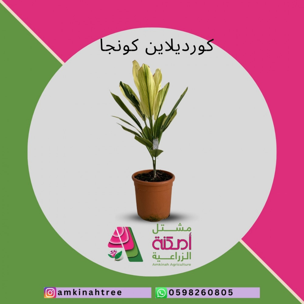 كورد يلاين كونجا