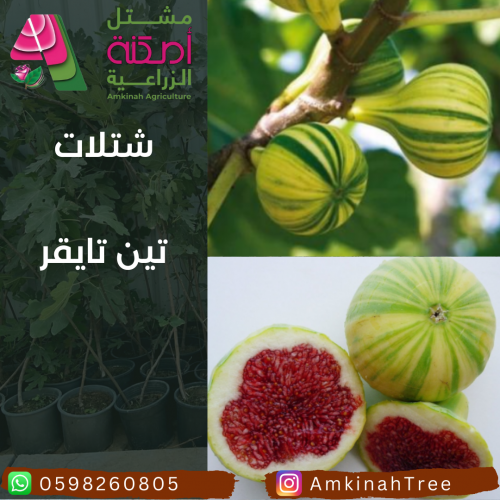 تين تايقر
