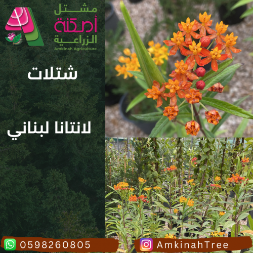 لانتانا لبناني
