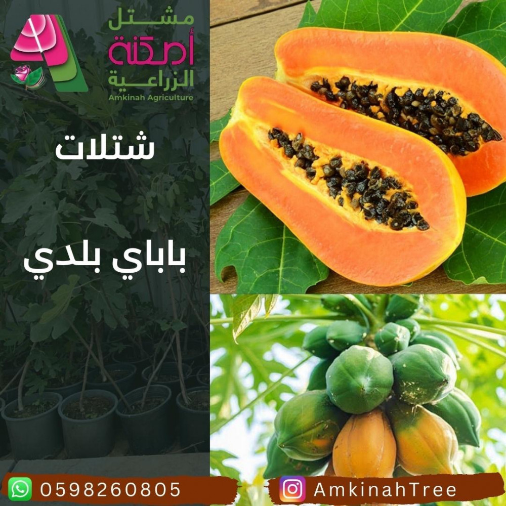 باباي ريد ليدي