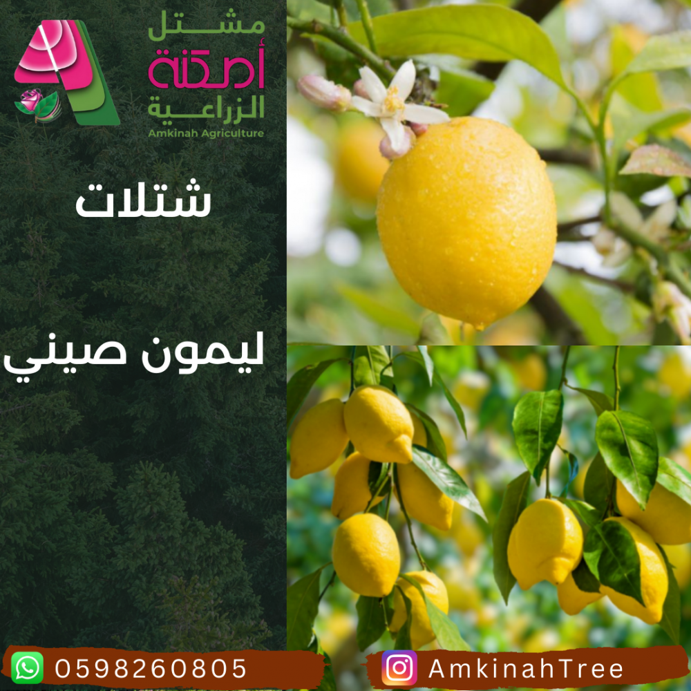 ليمون صيني