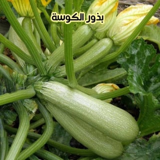 بذور الكوسة 3 بذرات