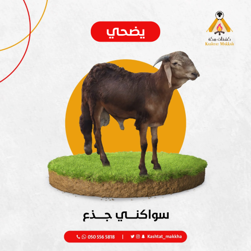 سواكني جذع