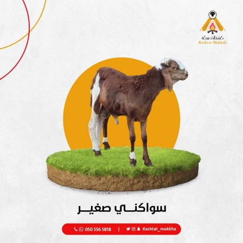 سواكني صغير