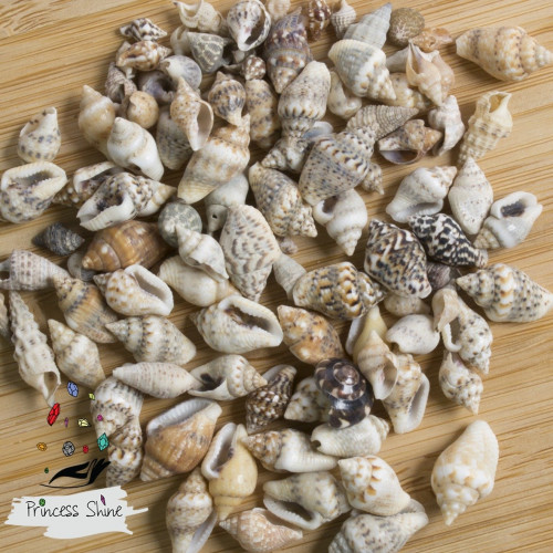 464 - اصداف شكل 2