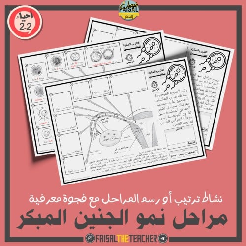 نشاط ترتيب او رسم مراحل النمو المبكر للجنين