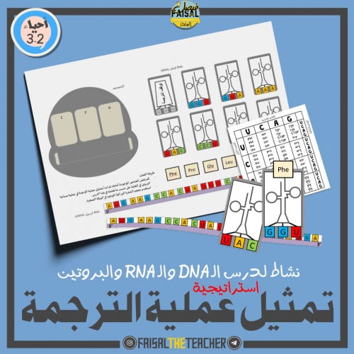 استراتيجية تمثيل عملية الترجمة في صناعة البروتين