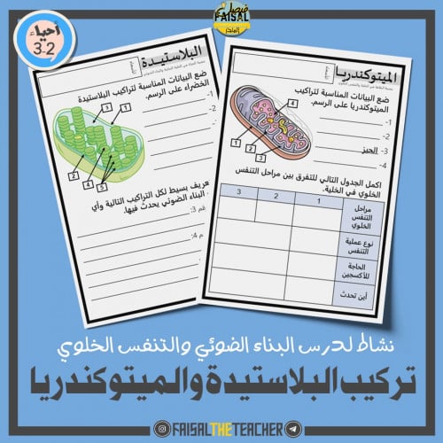 نشاط تركيب البلاستيدات والميتوكندريا