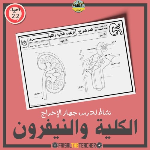 نشاط الكلية والنيفرون - احياء 2-2