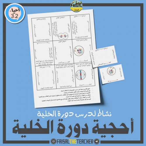 نشاط أحجية دورة الخلية