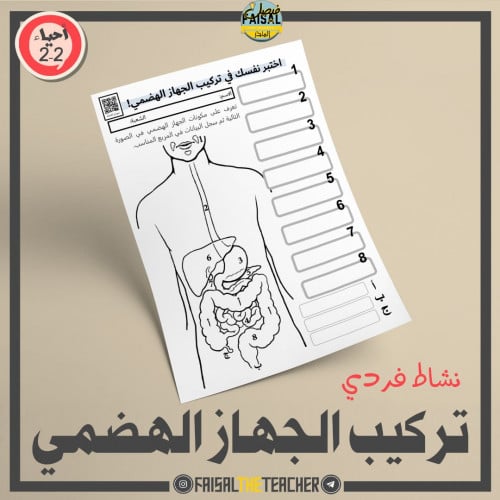 نشاط التعرف على تركيب الجهاز الهضمي