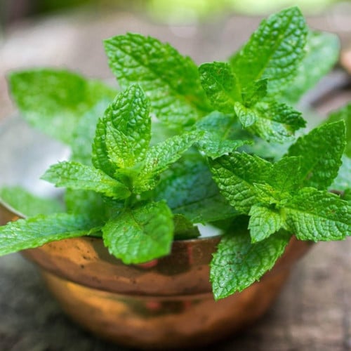 بذور النعناع الاسباني ( Mentha )