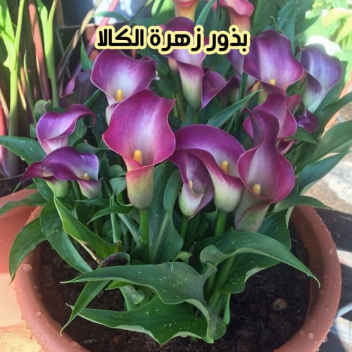 بذور زهرة الكالا