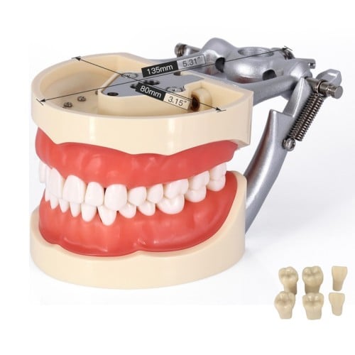 نموذج الأسنان