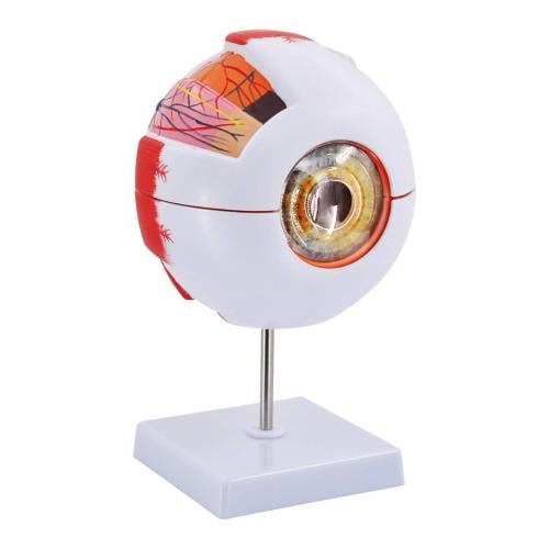 Anatomical model of the eye - متجر قود دكتور Good Doctor Store