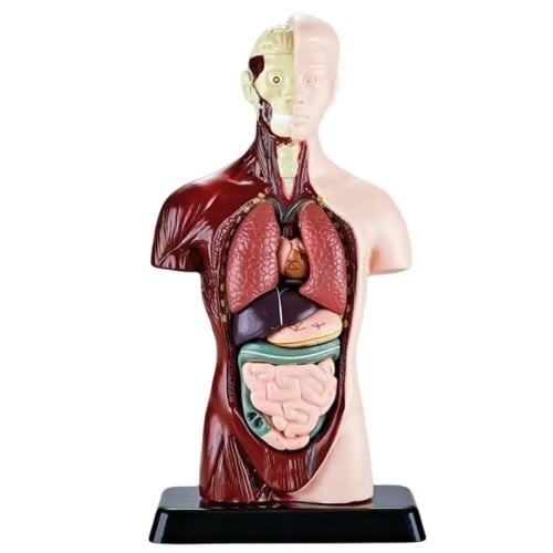 نموذج جسم الانسان 3D