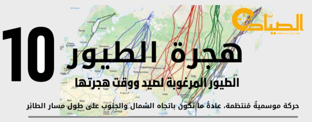 عشره طيور ينتظرها الصياد