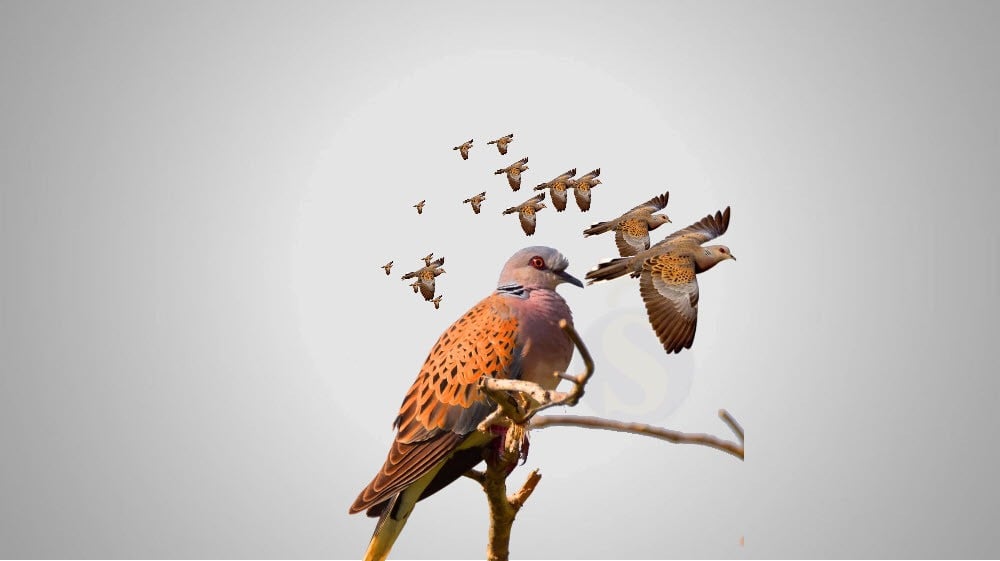 تواريخ هجرة وعودة الطيور