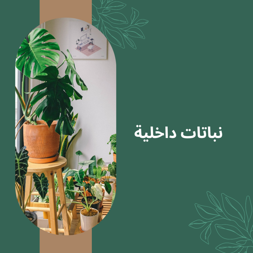 كيف تجعل النباتات جزءًا من يومك؟ دليلك لتحويل منزلك إلى واحة تنبض بالحياة