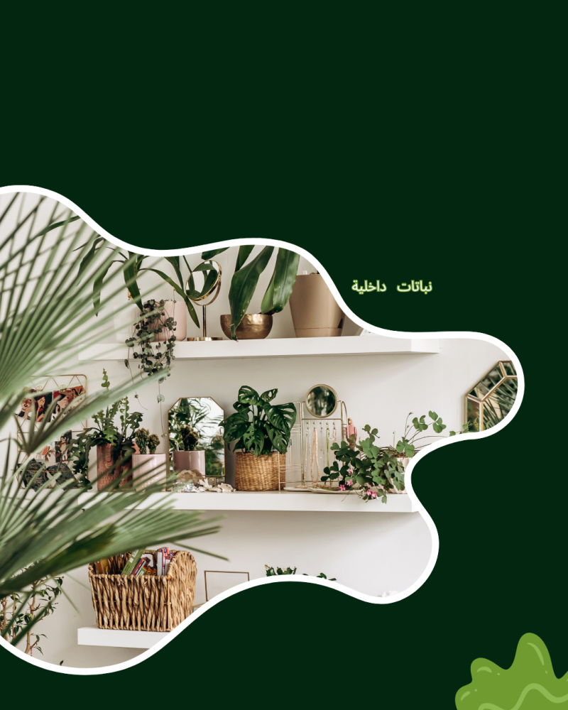 النباتات الداخلية: دليل شامل لاختيار أفضل نباتات الزينة لمنزلك
