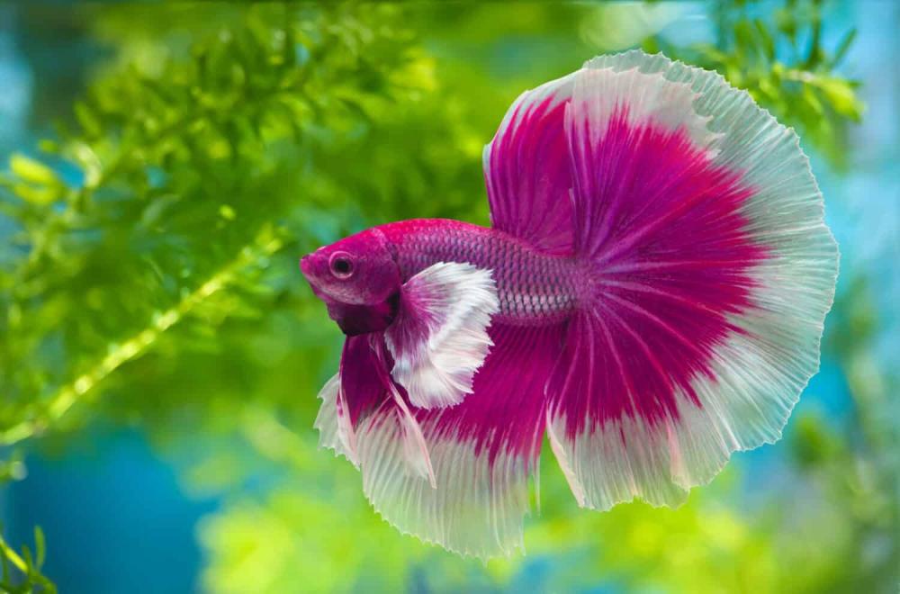 سمكة الفايتر (Betta Fish): دليلك للعناية بأجمل أسماك الزينة