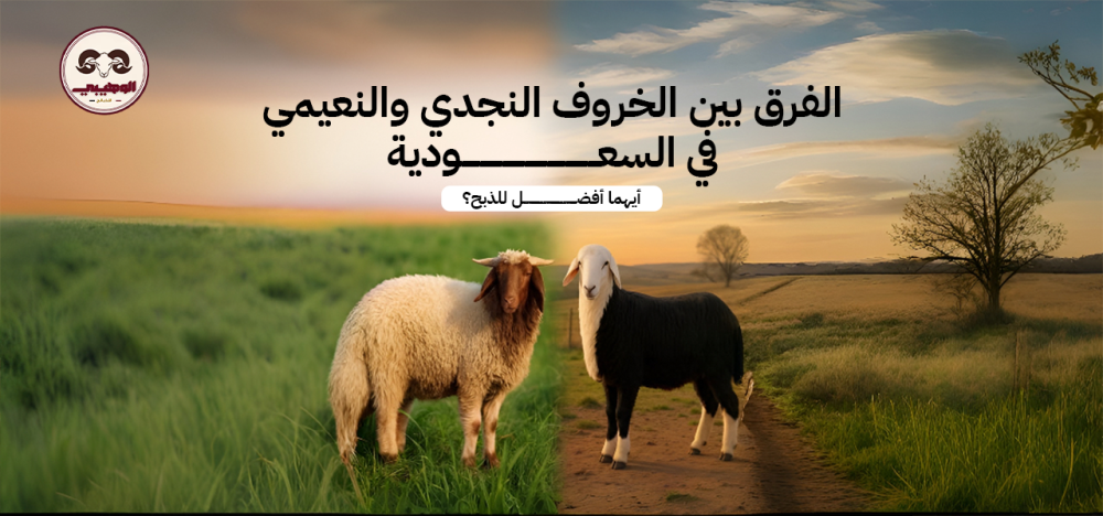 الفرق بين الخروف النجدي والنعيمي في السعودية: أيهما أفضل للذبح؟ إذا كن