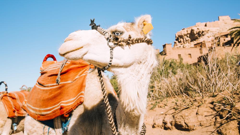 رحلات الجوف لعشاق الاستكشاف والهدوء